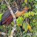 hoatzin_la_h_1016_ecu3088.jpg
